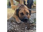 Adopt Bobo a Mastiff / Mixed dog in Batesville, AR (41123557)