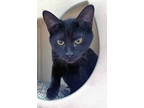 Adopt Sweater (In Foster) a All Black Domestic Shorthair / Mixed Breed (Medium)