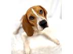 Adopt Boon a Red/Golden/Orange/Chestnut Beagle / Mixed dog in Picayune