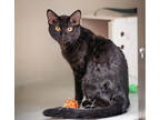 Adopt Inky a All Black Domestic Shorthair / Domestic Shorthair / Mixed (short