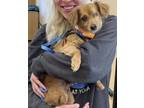 Adopt Toby a Red/Golden/Orange/Chestnut Dachshund / Mixed dog in Oak Creek