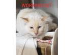 Adopt Bratty- Ann a Cream or Ivory Siamese / Domestic Shorthair / Mixed cat in
