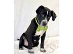 Adopt Malachi a Black Black Mouth Cur / Mixed Breed (Medium) / Mixed (short