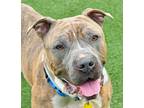 Adopt Boomer a Brindle American Pit Bull Terrier / Mixed dog in Cleveland
