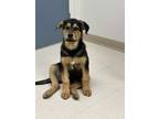 Adopt Doc a Black Mixed Breed (Large) / Mixed dog in Saskatoon, SK (40646407)