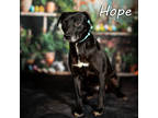 Adopt C4 Hope a Black Mixed Breed (Medium) / Mixed dog in Anderson