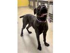 Adopt Violet a Black Mastiff / Mixed dog in St. Catharines, ON (40760891)
