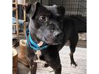 Adopt Planet a Black - with White Pit Bull Terrier / Mixed dog in Eatontown