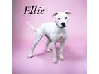 Adopt Ellie a White - with Brown or Chocolate Pit Bull Terrier / Mixed dog in