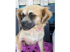 Adopt Miss Piggy a Papillon / Mixed dog in Kingsburg, CA (41157119)