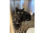 Adopt 18567 a Domestic Shorthair / Mixed cat in Covington, GA (41157110)