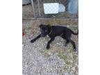 Adopt Jack a Black Pit Bull Terrier / Mixed dog in Cannelton, IN (41156929)
