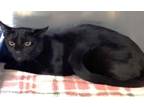 Adopt 655909 a All Black Domestic Shorthair / Domestic Shorthair / Mixed cat in