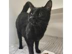 Adopt Fergus a All Black Domestic Mediumhair / Domestic Shorthair / Mixed cat in