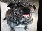 Adopt Sheila a Brindle - with White American Pit Bull Terrier / Terrier (Unknown