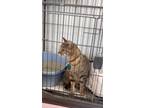 Adopt Missy a Gray or Blue Domestic Shorthair / Domestic Shorthair / Mixed
