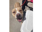 Adopt Valoren a Tan/Yellow/Fawn Mixed Breed (Large) / Mixed dog in Chamblee
