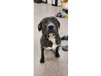 Adopt Gigi a Brown/Chocolate Plott Hound / Mixed dog in Raeford, NC (40997355)