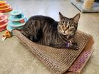 Adopt Beauty a Brown Tabby Domestic Shorthair / Mixed Breed (Medium) / Mixed