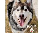 Adopt Panda a Gray/Silver/Salt & Pepper - with Black Alaskan Malamute / Siberian