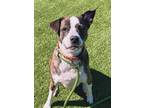 Adopt Pippa a Brindle Mixed Breed (Medium) / Mixed dog in Hamilton