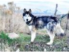 Adopt Arrow a Black - with White Alaskan Malamute / Husky / Mixed dog in Boise
