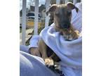 Adopt Twin Bridges a Tan/Yellow/Fawn Mixed Breed (Medium) dog in New York