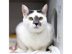 Adopt Dakoda a White Domestic Shorthair / Domestic Shorthair / Mixed cat in