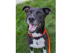 Adopt Artemis a Black Labrador Retriever / Mixed dog in Oak Pak, IL (39355840)