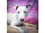Adopt Slim Shady a White Shepherd (Unknown Type) / Mixed dog in New Bern