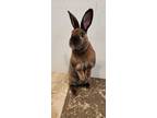 Adopt Haru a Chocolate Mini Rex / Mixed (long coat) rabbit in Alexandria