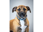 Adopt Pepper a Tan/Yellow/Fawn Mixed Breed (Medium) / Mixed dog in Greenwood