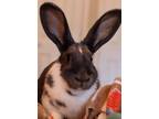 Adopt Elise a Blue Dutch / Mixed (medium coat) rabbit in Alexandria
