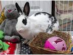 Adopt Polaris a Blue English Spot / Mixed (medium coat) rabbit in Alexandria