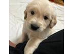 Golden Retriever Puppy for sale in North Branford, CT, USA