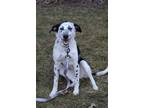 Adopt Candy a Black - with White Dalmatian dog in Lafayette, IN (40941504)