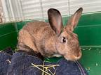 Adopt Yeren a Agouti Chinchilla, Standard / Mixed (medium coat) rabbit in