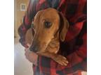 Adopt Ginger a Red/Golden/Orange/Chestnut Dachshund / Mixed dog in Georgetown