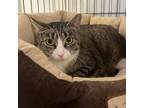 Adopt Debi a Spotted Tabby/Leopard Spotted Domestic Shorthair / Mixed cat in