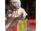 American Staffordshire Terrier Puppy for sale in Stuart, VA, USA