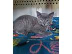 Adopt Cassian a Gray or Blue Domestic Shorthair / Domestic Shorthair / Mixed cat