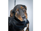 Adopt Bubbles a Black Mixed Breed (Medium) / Mixed dog in Greenwood