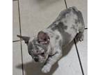 French Bulldog Puppy for sale in Alcoa, TN, USA
