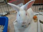 Adopt Suzie (Bonded with Paloma) a White Lionhead / Mixed (medium coat) rabbit