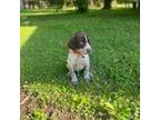 German Shorthaired Pointer Puppy for sale in Greensboro, NC, USA