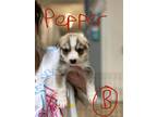Adopt Pepper a Brown/Chocolate Mixed Breed (Small) / Mixed Breed (Medium) /