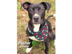 Adopt Dasher a Black Terrier (Unknown Type, Medium) / Mixed Breed (Medium) /