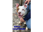 Adopt Chico a Tan/Yellow/Fawn American Pit Bull Terrier / Mixed dog in Wilkes