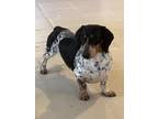 Adopt Bandit a Tricolor (Tan/Brown & Black & White) Dachshund / Mixed dog in