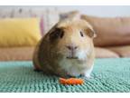 Adopt Mason a Guinea Pig (short coat) small animal in Philadelphia